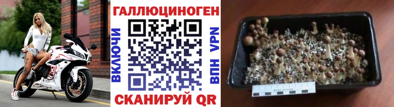 Псилоцибиновые грибы Psilocybine cubensis  как найти наркотики  Неман 